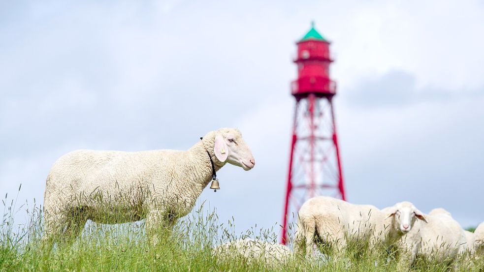 Der Campener Leuchtturm ist der höchste an der deutschen Nordseeküste. Foto: Sina Schuldt/dpa
