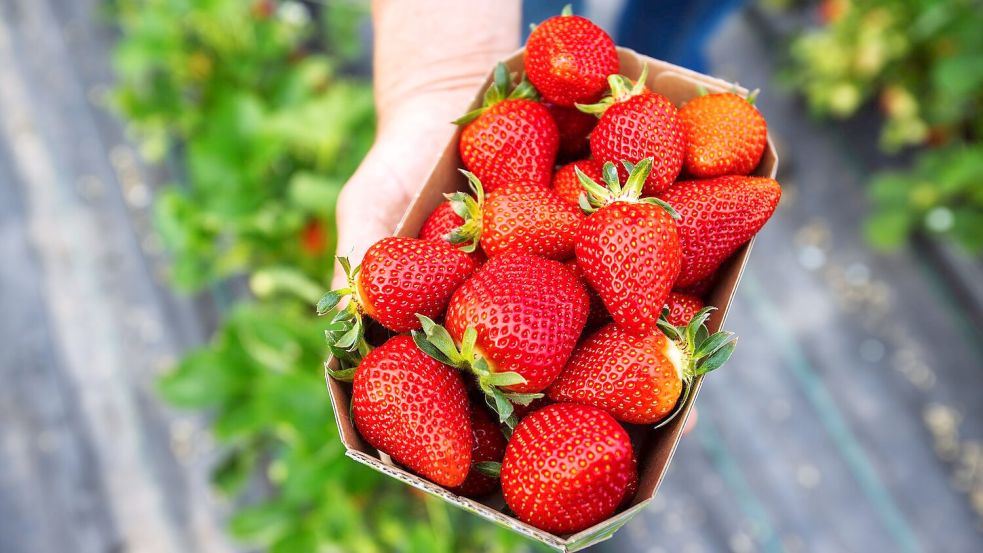 Erdbeeranbauer Ell verkauft seine Erdbeeren auch über den Discounter Aldi-Süd. (Archivbild) Foto: Philipp von Ditfurth/dpa