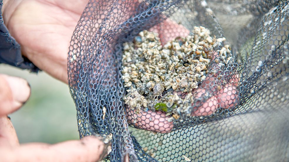 Jede Menge über Flora und Fauna des Watts ist bei einer Führung zu erfahren.