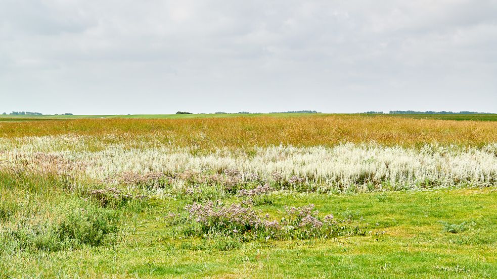 Salzwiesen – hier auf Langeoog – bilden den Übergang zwischen Meer und Land.