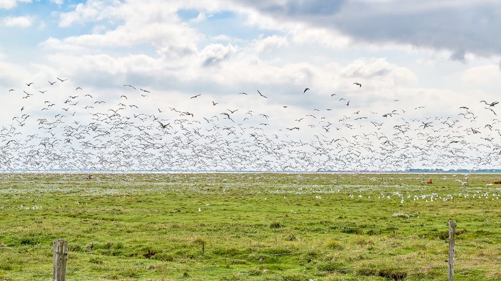 Im Frühling und Herbst ist die Küste ein wahres Paradies für Vogelbeobachter.