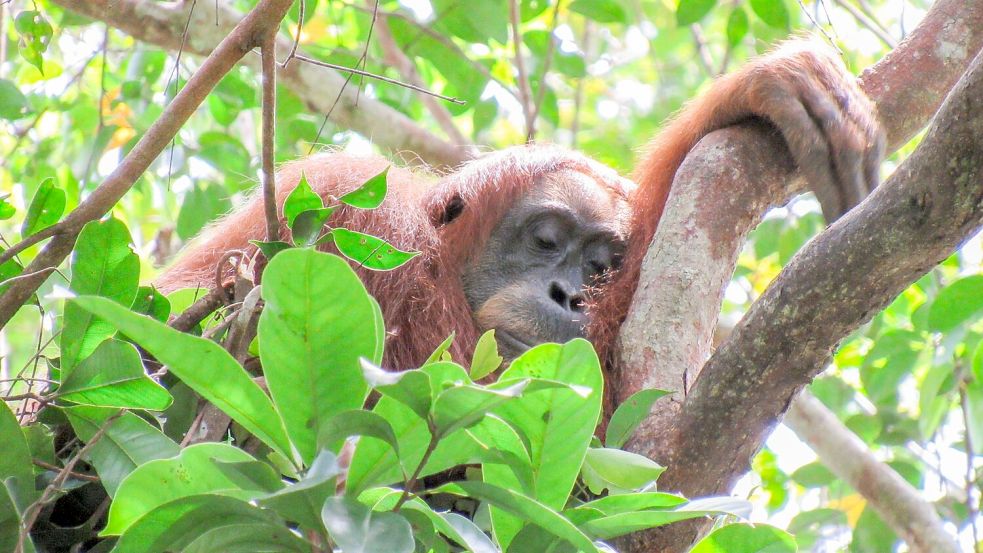 Auch Orang-Utans halten gern ein Mittagsschläfchen. Foto: Natasha Bartalotta/Max Planck Institute für Verhaltensbiologie/dpa