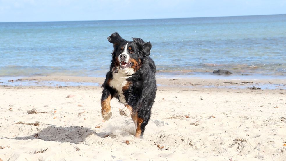 Berner Sennenhunde sind eigentlich friedliche Tiere. Doch jetzt sorgt ein Ausnahmefall auf Sylt für Aufsehen. Foto: Ansgar Metting
