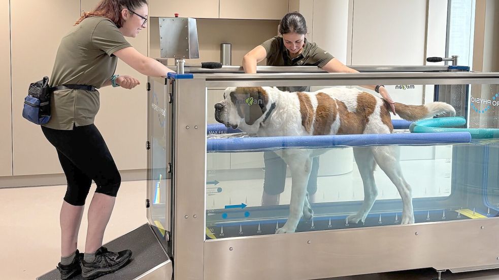 Im „Barryland“ können Besucher die tägliche Pflege der Hunde live miterleben. Foto: Christiane Oelrich/dpa
