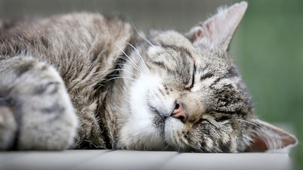 Katzen schlummern einer Studie zufolge am liebsten auf der linken Seite liegend. (Archivbild) Foto: picture alliance / dpa