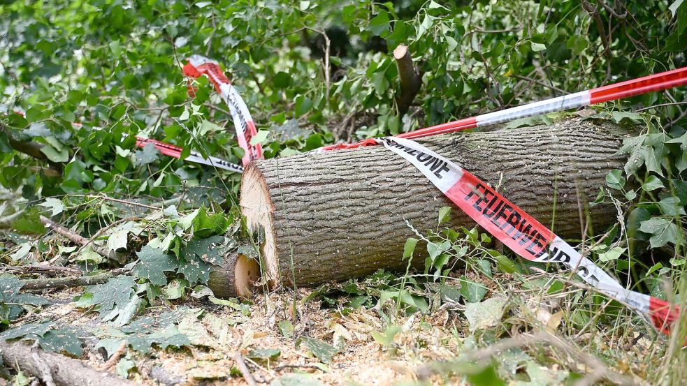 Folgen des Klimawandels wie Dürren machen Wälder anfälliger für andere Folgen des Klimawandels - wie Unwetter. Foto: Michael Brandt/dpa