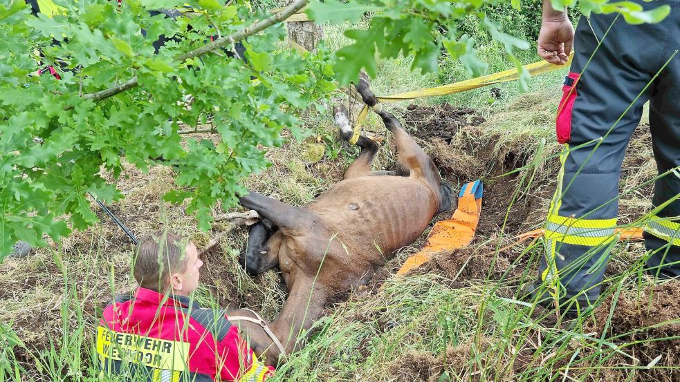 Auf dem Rüken lag das Pferd in dem Graben und konnte nicht mehr raus. Für das Tier eine laut Feuerwehr lebensbedrohliche Situation. Foto: Jan-Marco Bienhoff