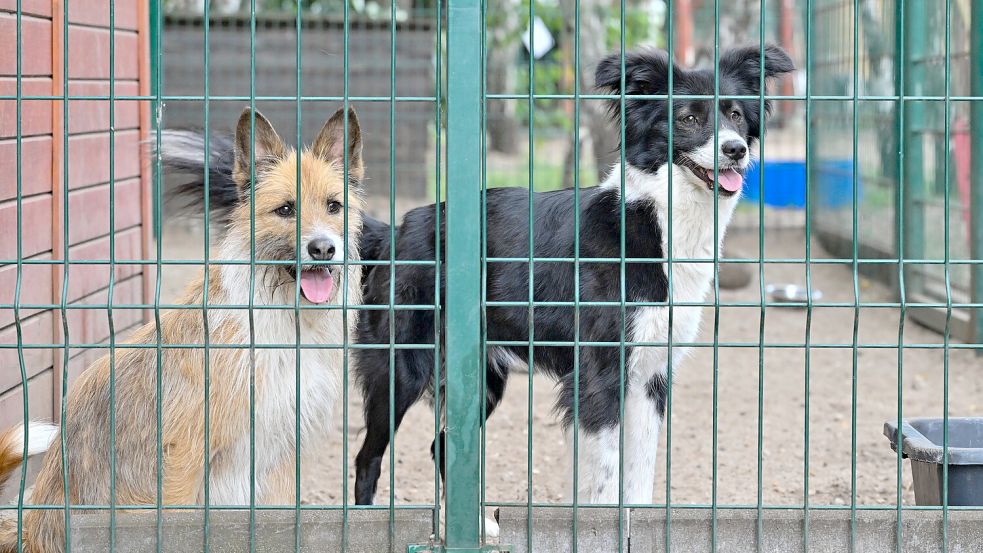 Zwei Hunde in einem Zwinger im Tierheim. Das Foto entstand allerdings nicht im Ausland, sondern in Eisenhüttenstadt in Brandenburg. Foto: Patrick Pleul/dpa