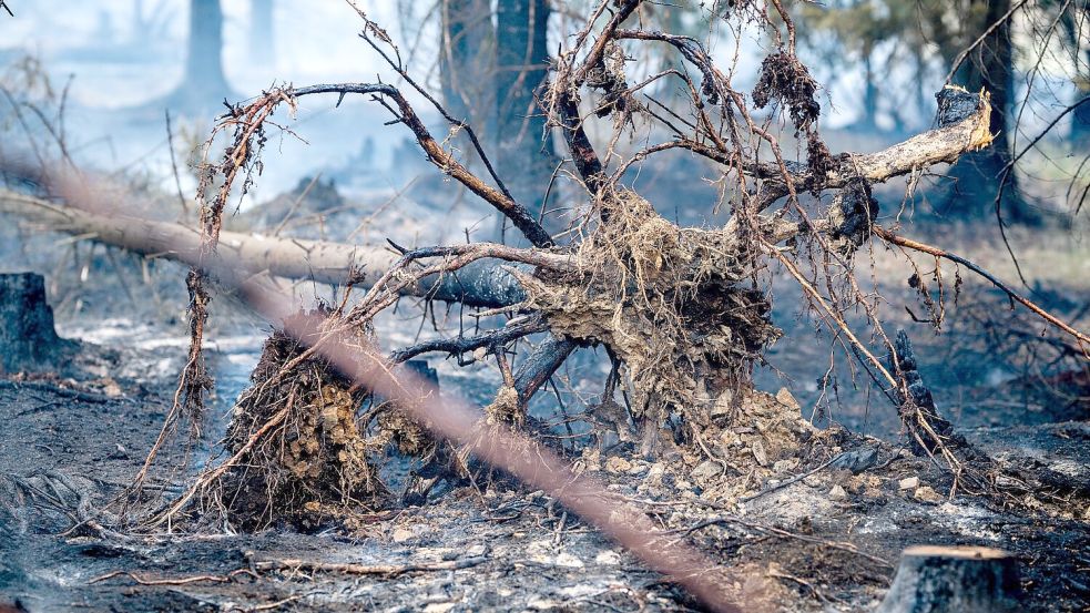 Mindestens 250 Hektar Wald sind in Thüringen von dem Brand betroffen. Foto: Jacob Schröter/dpa