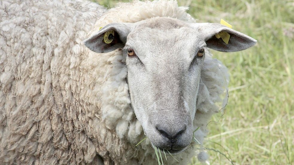 Im Haustierpark Werdum können Kinder Schafe streicheln. Symbolfoto: pixabay