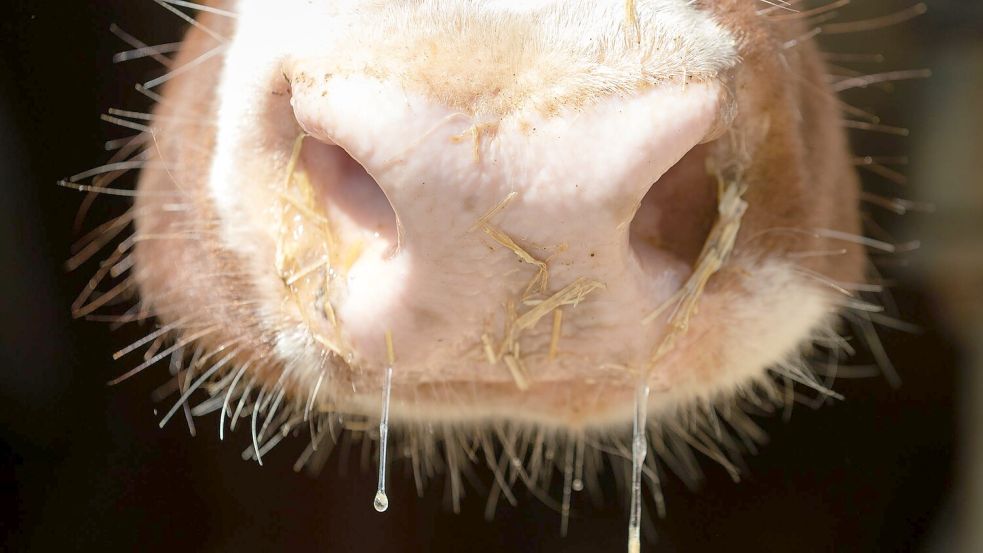Auch in Deutschland besteht Sorge vor der Rinderkrankheit Lumpy Skin Disease. (Symbolbild) Foto: Friso Gentsch/dpa