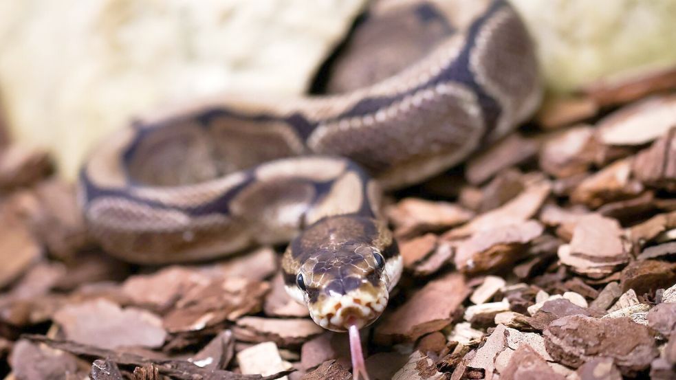 Königspythons (Python regius) sind eine geschützte Art. (Archivbild) Foto: Christian Charisius/dpa
