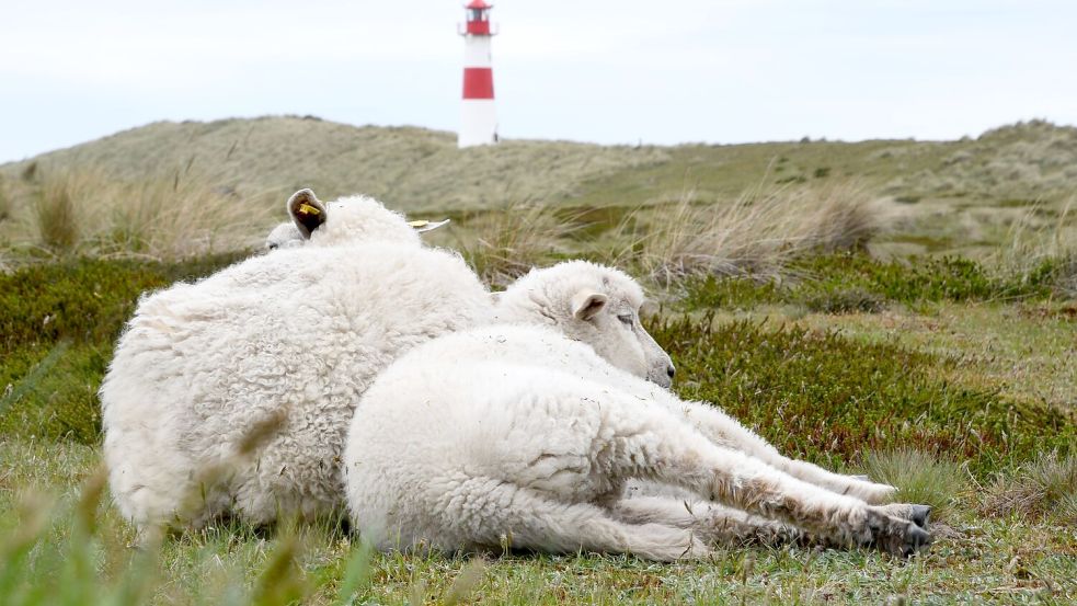 Auf dem Ellenbogen in List (Sylt) hatte der Goldschakal seit Mai mehrere Lämmer gerissen. (Archivbild) Foto: Lea Sarah Albert/dpa