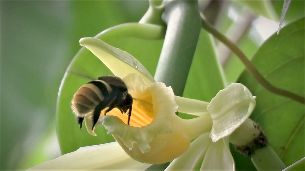 Bis 2050 könnten manche Vanillepflanzen mehr als die Hälfte ihrer natürlichen Lebensräume verlieren. Foto: Charlotte Watteyn/Eurekalert/dpa