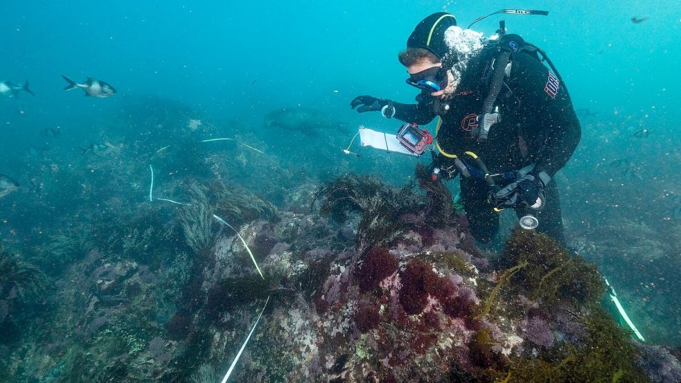 Die Algenblüte hat bereits Zehntausende Meeresbewohner das Leben gekostet. Foto: Stefan Andrews/GREAT SOUTHERN REEF FOUNDATION/dpa
