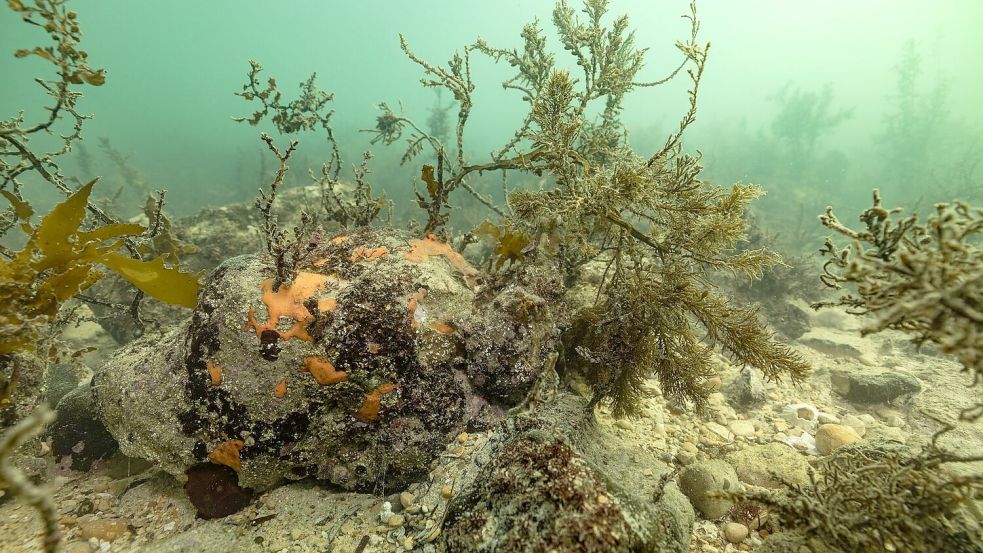 Bei einer Mikroalgenblüte verfärbt sich das Wasser meist grünlich. Foto: Stefan Andrews/GREAT SOUTHERN REEF FOUNDATION/dpa