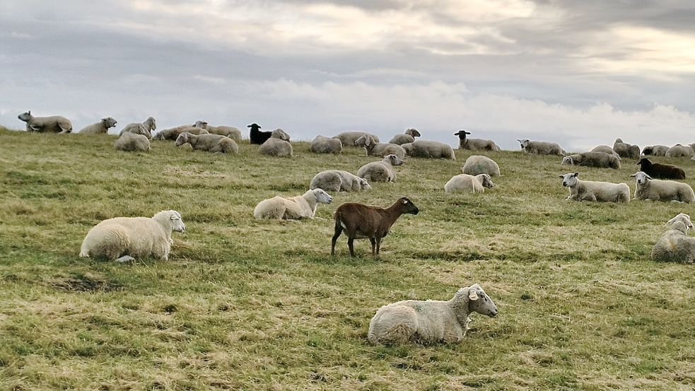 Der Leser ist sich sicher: Das dunkle Tier in der Mitte ist eine Ziege, kein Schaf. Foto: privat