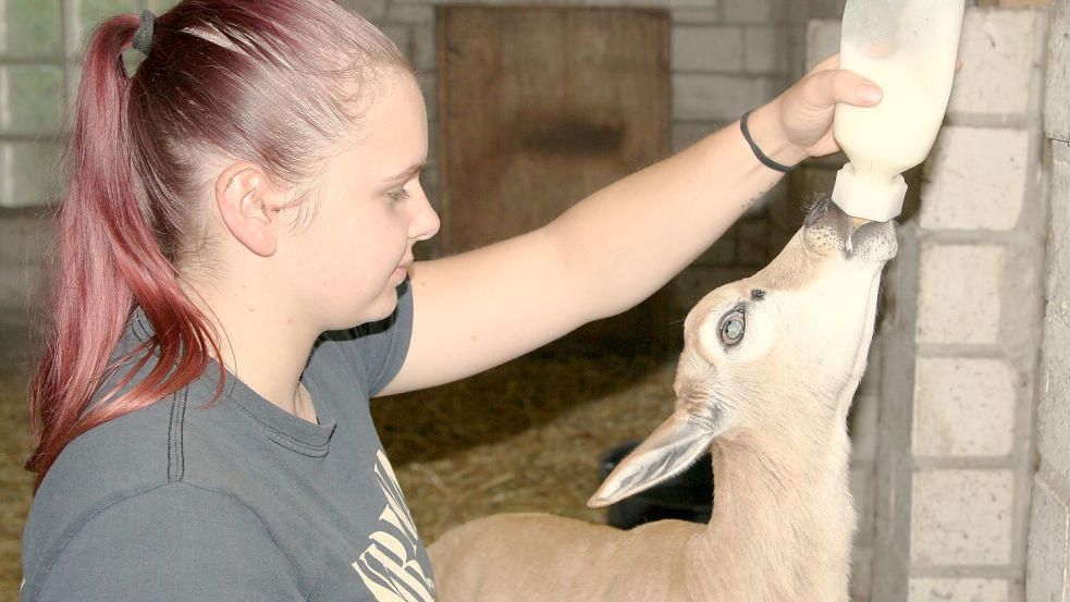 Tierpflegerin Emely Basdorf päppelt Antilope „Friedhelm“ mit der Flasche auf. Foto: Martin Pille/Tier- und Freizeitpark Thüle