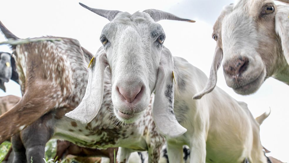 Die Ziegenmanufaktur aus Akelsbarg in Großefehn hat einen mit 10.000 Euro dotierten Preis gewonnen. Foto: Klaus Ortgies
