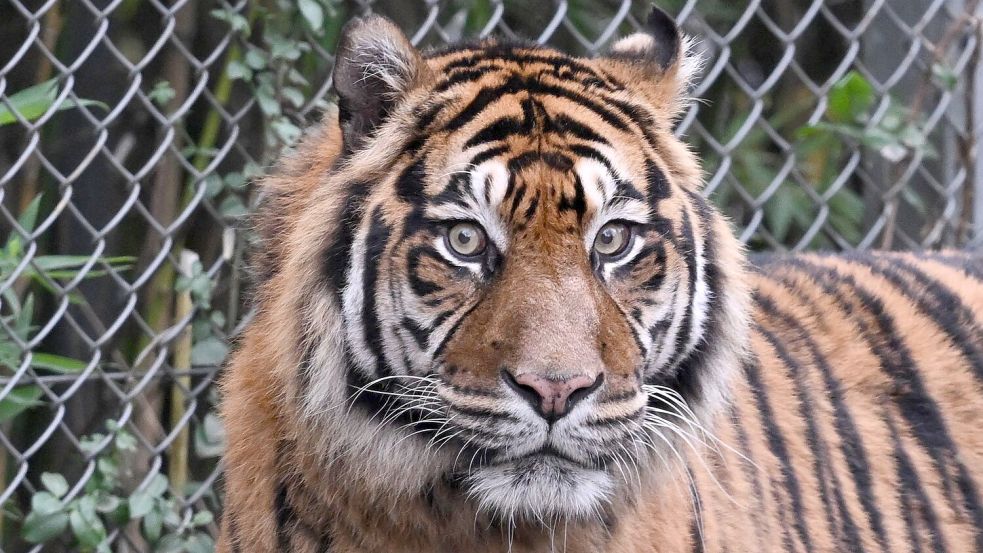Sumatra-Tiger kommen nur auf der gleichnamigen Insel vor, aber es werden immer weniger. (Archivbild) Foto: Arne Dedert/dpa