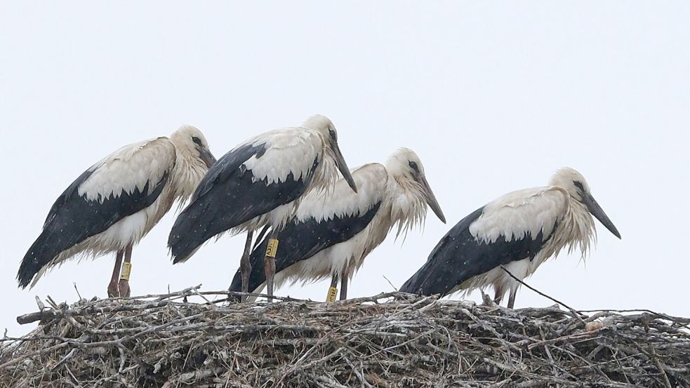 Schauer im Norden und Sonne im Süden zeigt die Wettervorhersage für Sonntag. Foto: Sebastian Willnow/dpa