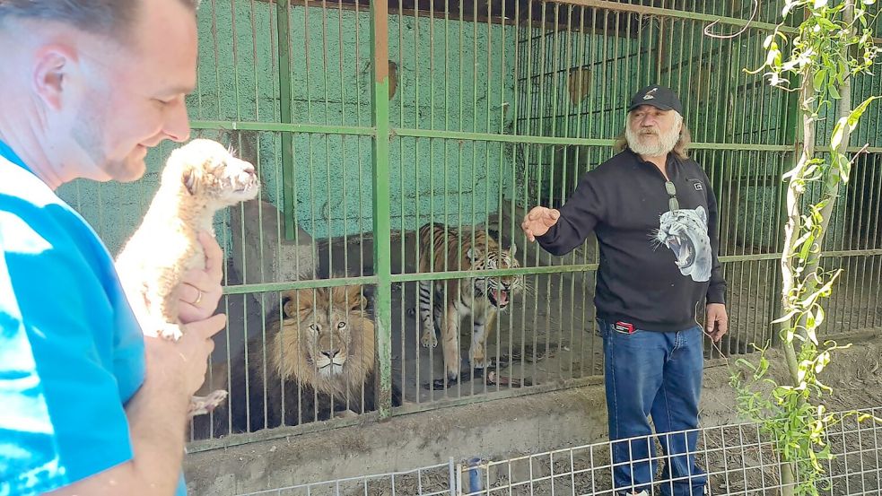 Tierarzt Gabriel Gaspar (l) mit dem Liger-Baby und Zoo-Besitzer Dorin Soimaru stehen vor dem Käfig, in dem die Eltern des Ligers, der Löwe und die Tiger-Dame zu sehen sind. Foto: Cosmin Romega/dpa