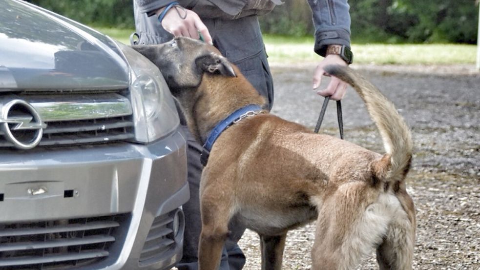 Spürhund Cody bei der Arbeit. Foto: Polizei