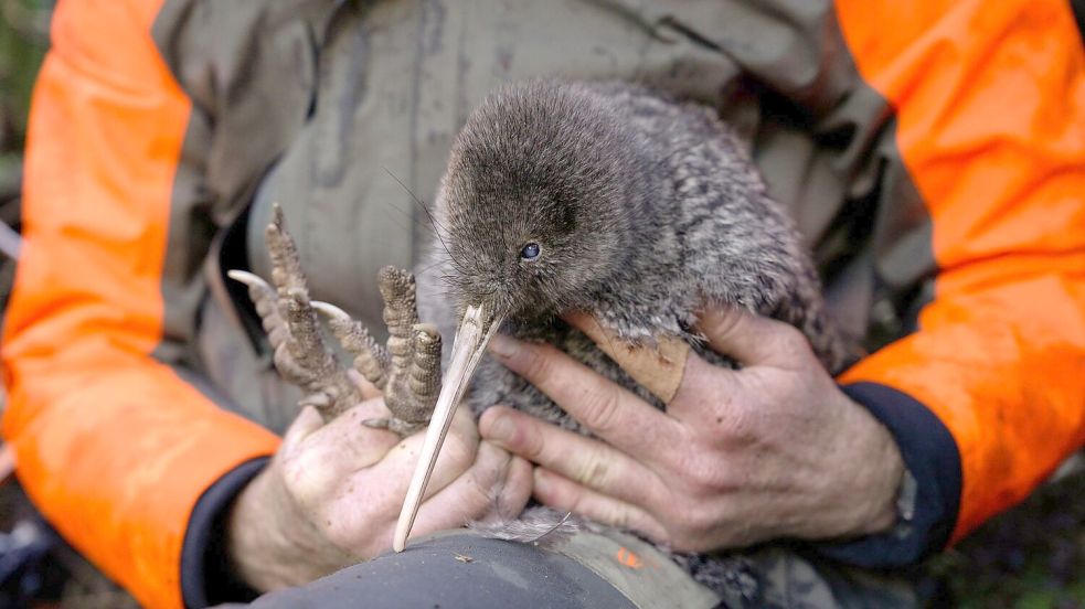 Die Entdeckung des Kiwi wird von Experten als Wunder gefeiert. Foto: Lucy Holyoake/Department of Conservation/dpa