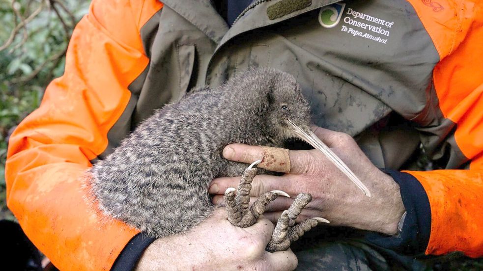Kiwis sind flugunfähige Laufvögel und das Nationalsymbol Neuseelands. Foto: Lucy Holyoake/Department of Conservation/dpa