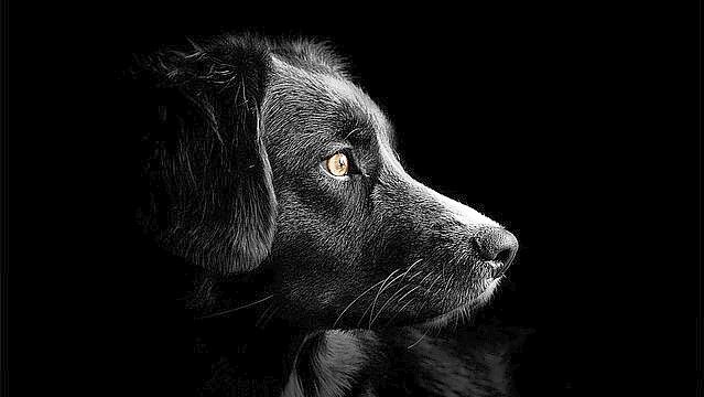 Vor dem Amtsgericht in Aurich sollte es um eine Messerattacke auf einen Hund gehen. Die Verhandlung musste aber verschoben werden. Symbolfoto: Pixabay