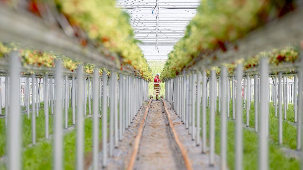 Moderne Erdbeerkultur: Höhere Erträge und leichtere Arbeit. Foto: Armin Weigel/dpa