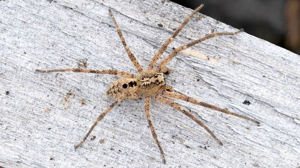 Das helle Muster auf dem Rücken der Spinne erinnert an das Gesicht des berühmten Vampirs. Daher kommt ihr Name. Foto: DPA