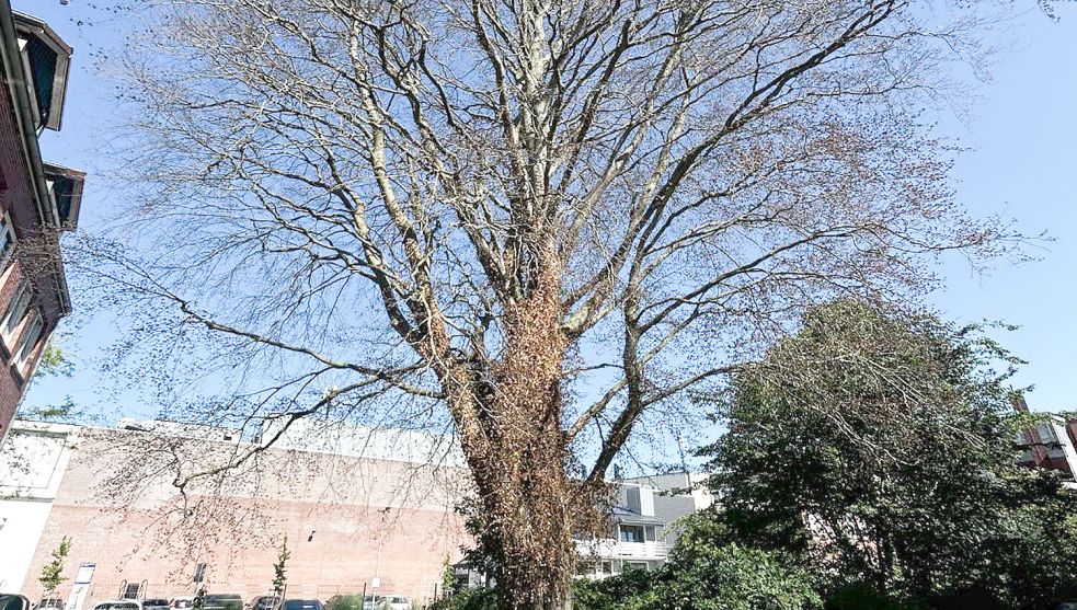 Der Baum steht an der Bürgermeister-Ehrlenholtz-Straße. Foto: privat
