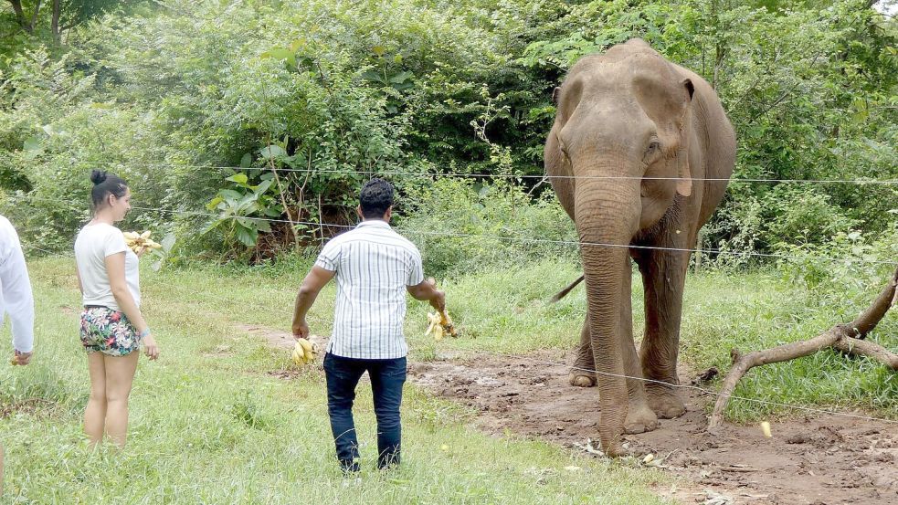 Laut einer Studie kann die Versorgung von wilden Elefanten mit Nahrung „Bettelverhalten“ auslösen. (Archivbild) Foto: -/Udawalawe Elephant Research Project/dpa