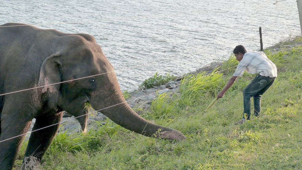 Angelockt vom Futter: Teilweise durchbrechen Elefanten im Udawalawe-Nationalpark Zäune, um weiter gefüttert zu werden. (Archivbild) Foto: -/Udawalawe Elephant Research Project/dpa