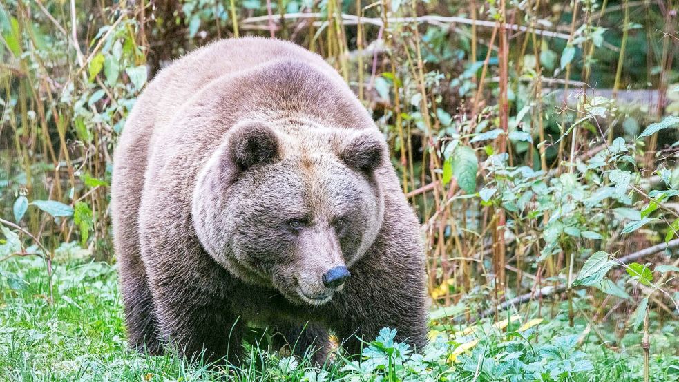 Im „Alternativen Wolf- und Bärenpark Schwarzwald“ steht eine Bärin. Hier soll künftig auch die Bärin Gaia zuhause sein. Foto: Philipp von Ditfurth/dpa