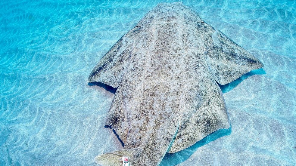 Seinen Namen verdankt der Engelhai seinen flügelartigen Brust- und Bauchflossen - und wird daher auch Meerengel genannt. Foto: Michael J Sealey/Eurekalert/dpa