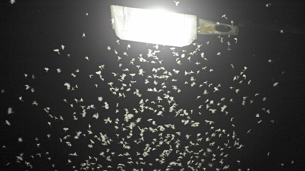 Das Licht von Straßenlaternen lockt Insekten an. (Archivbild) Foto: Armin Weigel/dpa