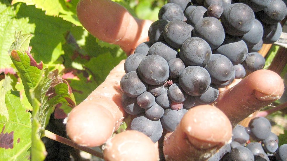 In der Weinbauregion Champagne sind Erntehelfer skrupellos ausgebeutet worden. (Symbolbild) Foto: Ulrike Koltermann/dpa