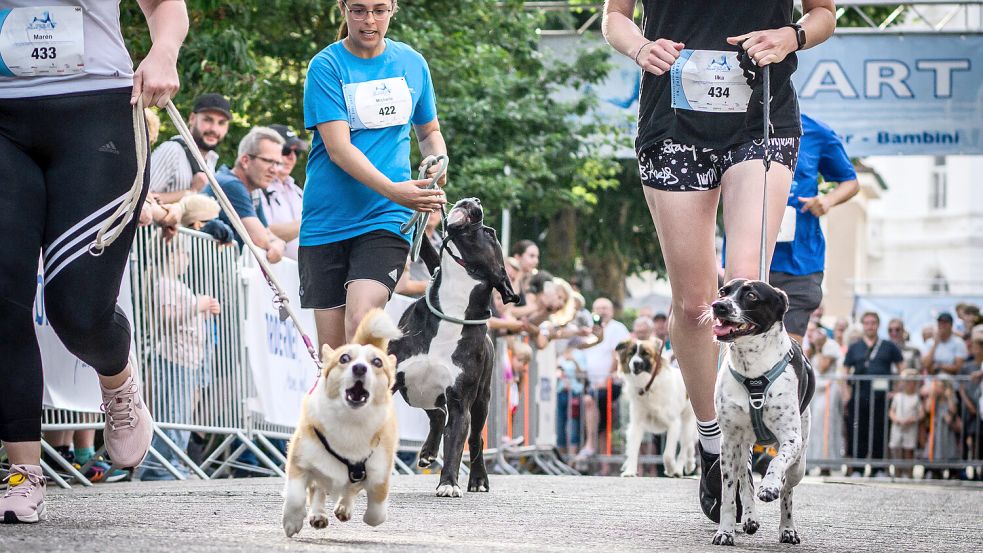 Der Sechs-Pfoten-Lauf ist einer der Höhepunkte des „Meine-Insel-Laufs“ auf Norderney. Fotos: König Event Marketing
