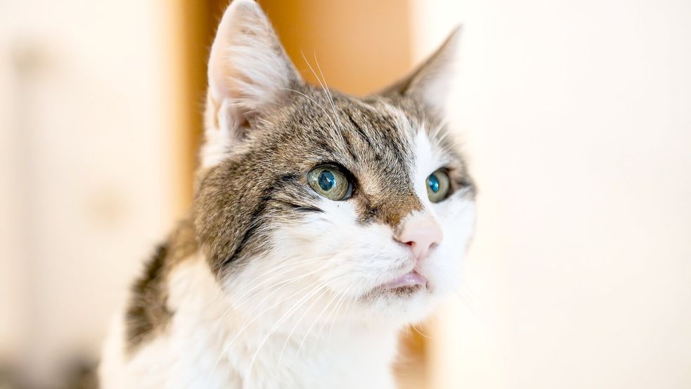 Katzen sollen auch in Amsterdam sicher wieder nach Hause kommen. (Symbolbild) Foto: Silas Stein/dpa