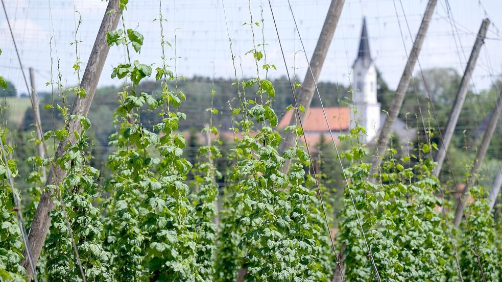 Deutschland ist das größte Anbaugebiet für Hopfen - und verzeichnete 2024 auch die größte Ernte. (Archivbild) Foto: Sven Hoppe/dpa