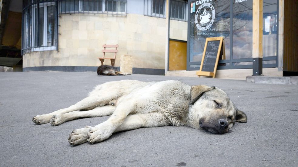 Straßenhunde sind oft gar nicht so unglücklich und allein, wie viele hierzulande meinen. (Archivbild) Foto: Bernd von Jutrczenka/dpa