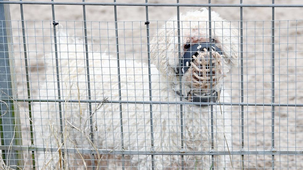 In den Tierheimen sitzen immer mehr nur schwer vermittelbare Hunde. (Archivbild) Foto: Carsten Rehder/dpa