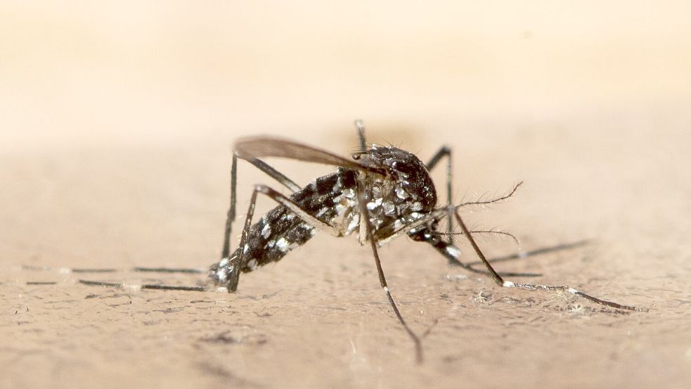 Das Chikungunya wird durch bestimmte Mücken übertragen. (Symbolbild) Foto: Ennio Leanza/KEYSTONE/dpa