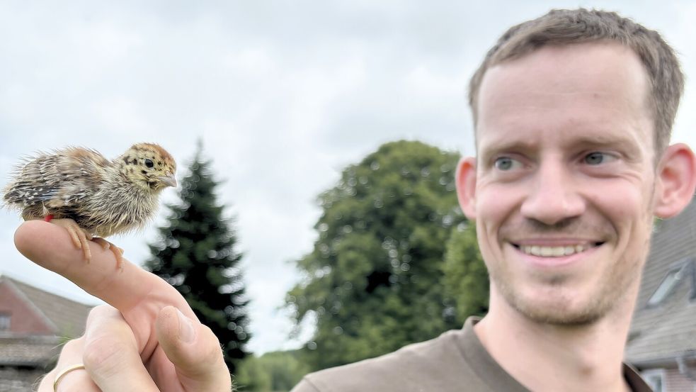 Frank Roeles mit einem neun Tage alten Rebhuhn-Küken. Es soll in einem Zoo als Botschafter für bedrohte Feldhühner dienen. Zehn weitere Botschafter sollen jetzt in Spetzerfehn aufwachsen. Foto: Nicole Böning