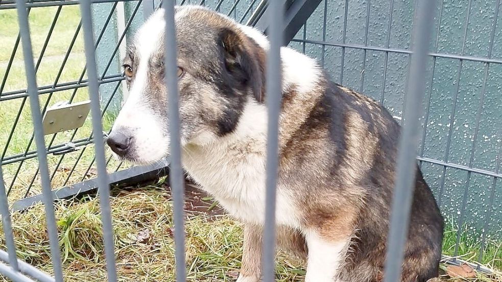 Ein wieder eingefangener Hund im Käfig. Foto: Hundesuchhilfe Ostfriesland