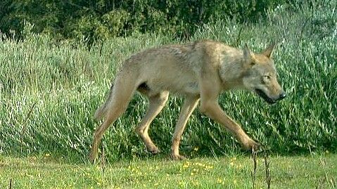 In der Fotofalle: Im letzten Jahr war ein junger Wolfsrüde auf Norderney unterwegs. Foto: Nationalparkverwaltung Niedersächsisches Wattenmeer