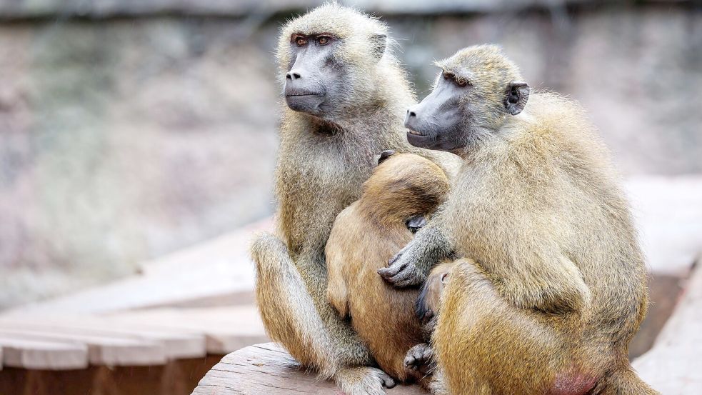 In dem Gehege leben laut dem Tiergarten mehr als 40 Paviane. Ausgelegt ist die Anlage für 25 Affen plus Jungtiere. (Archivbild) Foto: Daniel Karmann/dpa
