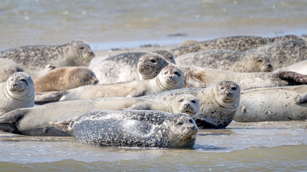Seehunde brauchen etwa für die Aufzucht ihrer Jungtiere viel Ruhe und sollten nicht gestört werden. (Archivbild) Foto: Sina Schuldt/dpa